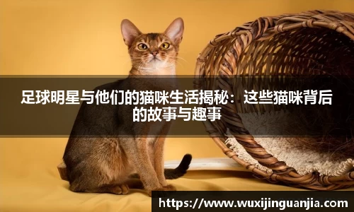 足球明星与他们的猫咪生活揭秘：这些猫咪背后的故事与趣事